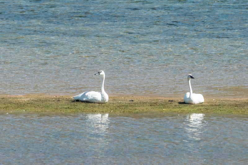 Mating swans at Green River Lakes