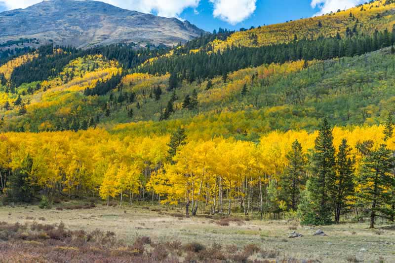 Pine Creek drainage in the Collegiate range.