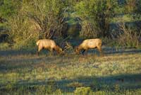 Elk In Rut