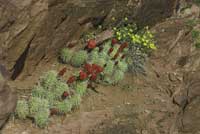 The Hummingbird
