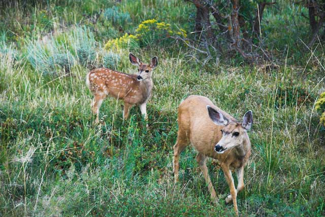 Mother And Daughter