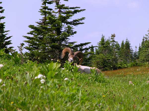 Rocky Mountain Ram