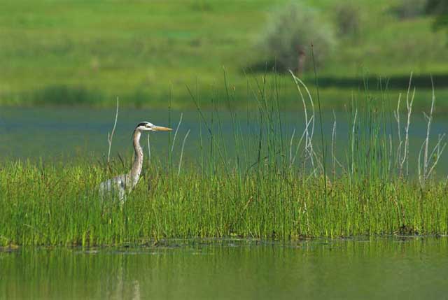 The Summer Heron