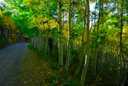 B-177 - Trees And Light