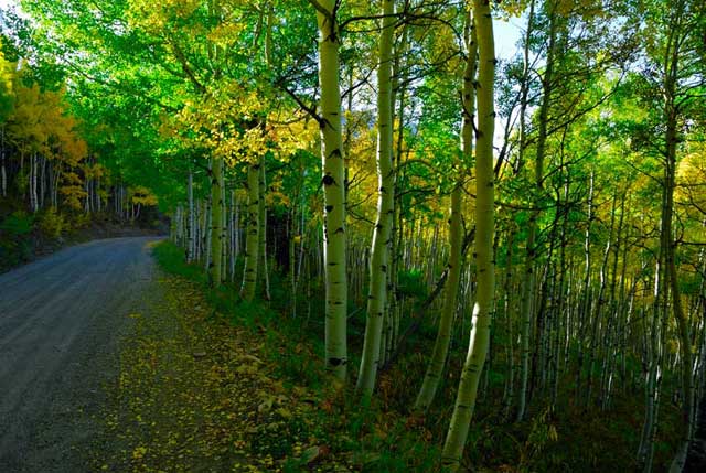 Trees And Light