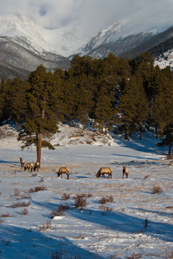 B-262 - Rocky Mountain Winter