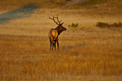 B-264 - A Handsome Buck