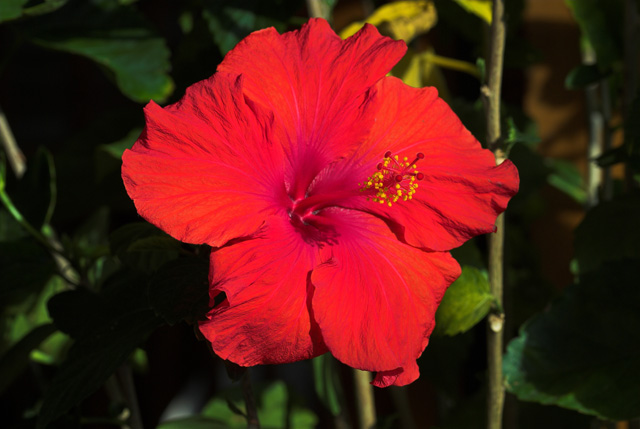 Hibiscus