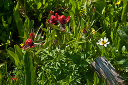 B-280 - Indian Paintbrush