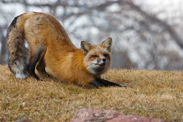 Stretching