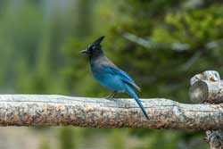 B-333 - Rocky Mountain Steller's Jay