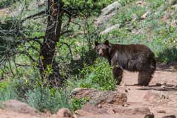 Mesa Trail Bear