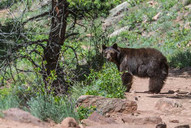 Mesa Trail Bear