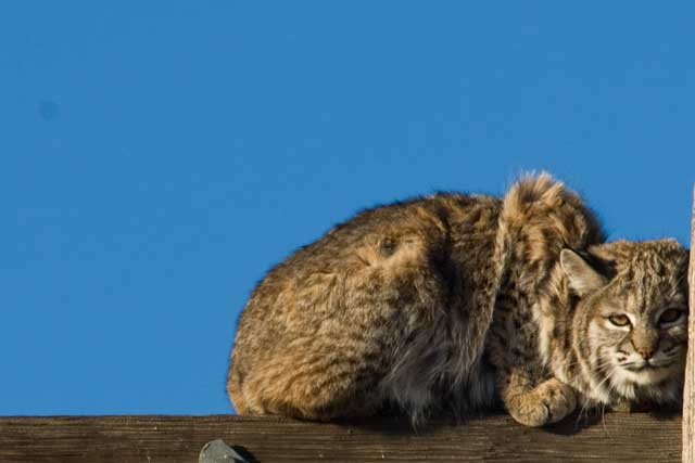 Image of a bobcat