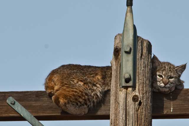 Bobcat