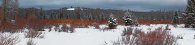 Winter Meadow